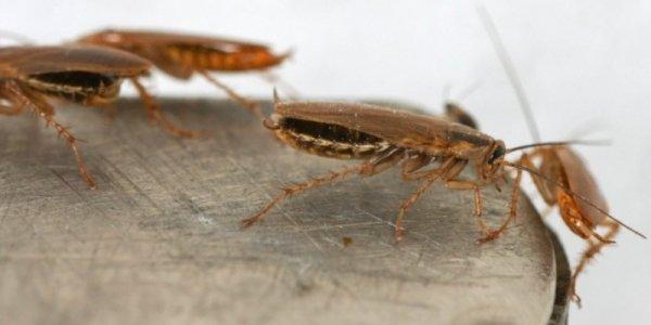 Средство Глобал от тараканов: описание, эффективность и применение