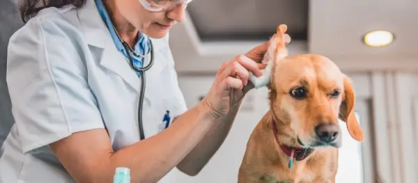 Что делать, если собаку укусила оса: первая помощь