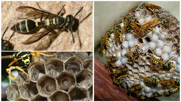Как размножаются осы, жизненный цикл, сколько живут