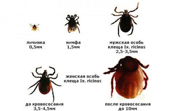 Клещи в сентябре опасны или нет: периоды активности насекомых и опасность