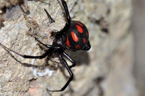Откуда в Подмосковье появились пауки-каракурты и чем они опасны?