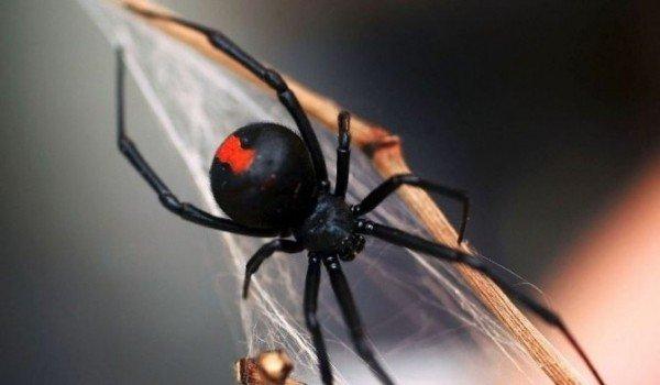 Откуда в Подмосковье появились пауки-каракурты и чем они опасны?