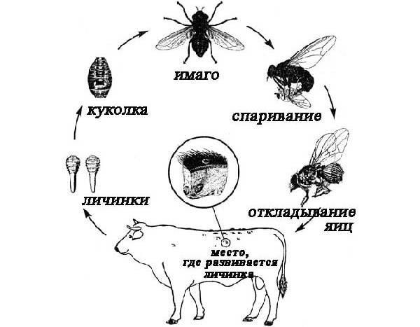Овод насекомое. Описание, особенности, виды, образ жизни и среда обитания овода