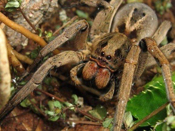 Паук тарантул – описание, как выглядит, где обитает, какие виды существуют?
