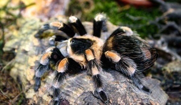 Паук тарантул – описание, как выглядит, где обитает, какие виды существуют?