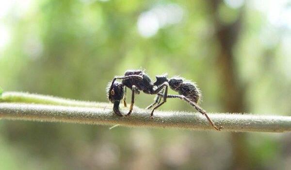 Муравей-пуля – уникальное насекомое с мощным жалом