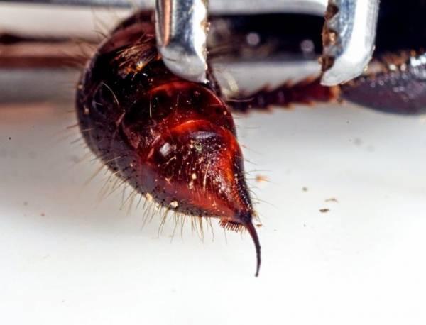 Муравей-пуля – уникальное насекомое с мощным жалом