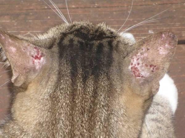 Что делать при аллергии на укусы блох у кошек