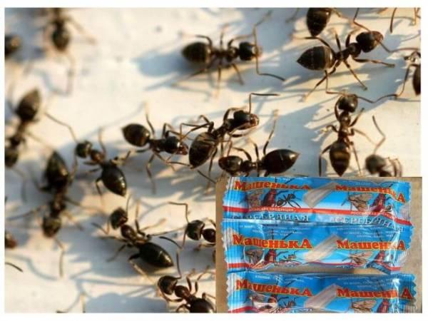 Мелок Машенька слабо помогает от клопов, но силен в борьбе с тараканами и муравьями