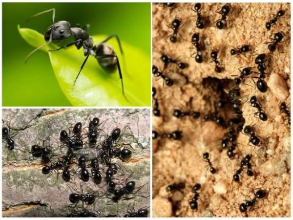 Маленький мир или факты из жизни муравьев – 30 фото