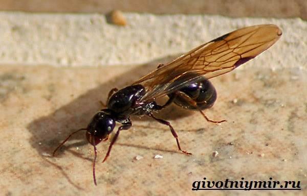 Сколько лет живут муравьи в природе и как устроены их колонии?