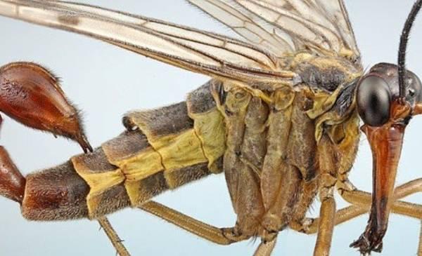 Самые странные, уродливые и ужасные насекомые мира (18 фото)