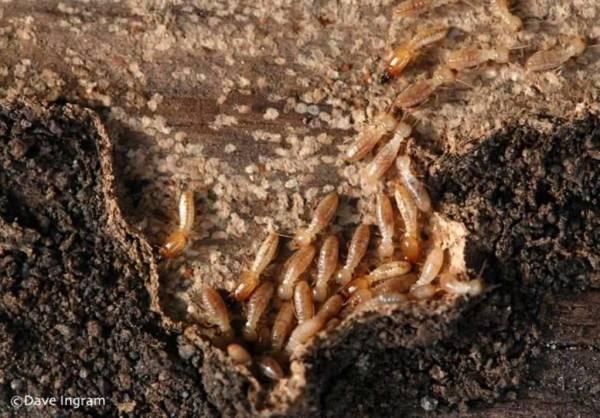 Термиты — самые гениальные зодчие животного мира