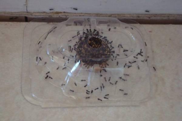 Как избавиться от муравьев в квартире быстро, просто и навсегда