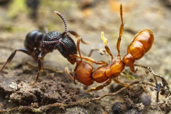 Маленький мир или факты из жизни муравьев – 30 фото