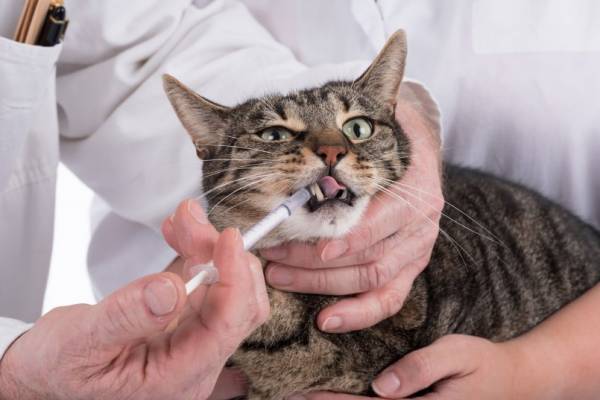Что делать при аллергии на укусы блох у кошек