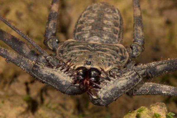 Самые странные, уродливые и ужасные насекомые мира (18 фото)