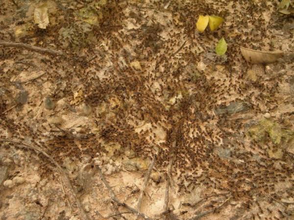 Термиты — самые гениальные зодчие животного мира
