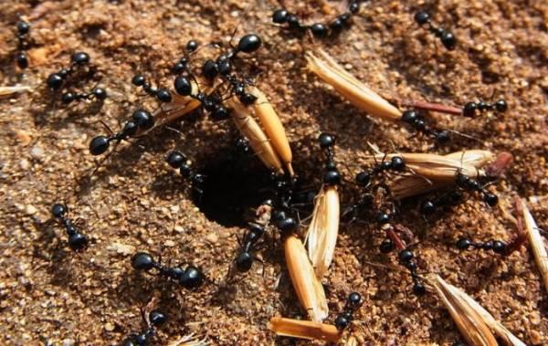 Messor Structor (степные муравьи-жнецы):содержание в домашних условиях
