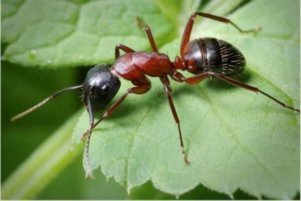 Сколько лет живут муравьи в природе и как устроены их колонии?