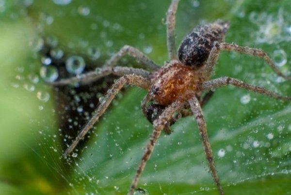 Воронковый паук: описание, особенности строения, ядовитый или нет