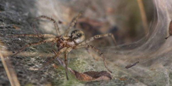 Воронковый паук: описание, особенности строения, ядовитый или нет