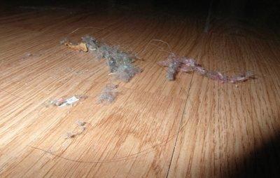 Среда обитания пылевых клещей в домашних условиях. Как избавиться от паукообразных?