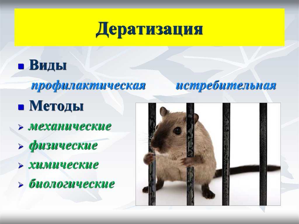 дератизация