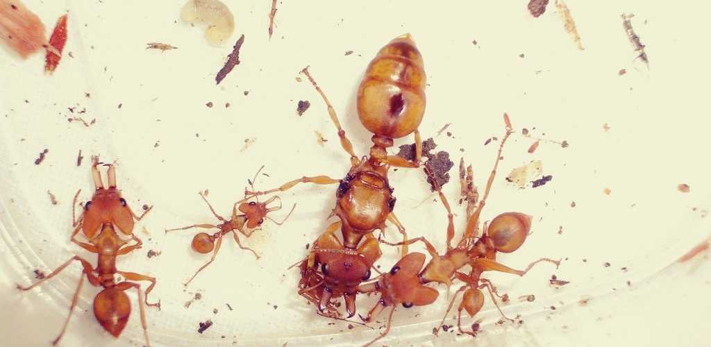 муравьи избавиться