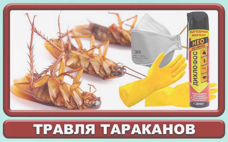 как избавиться от тараканов
