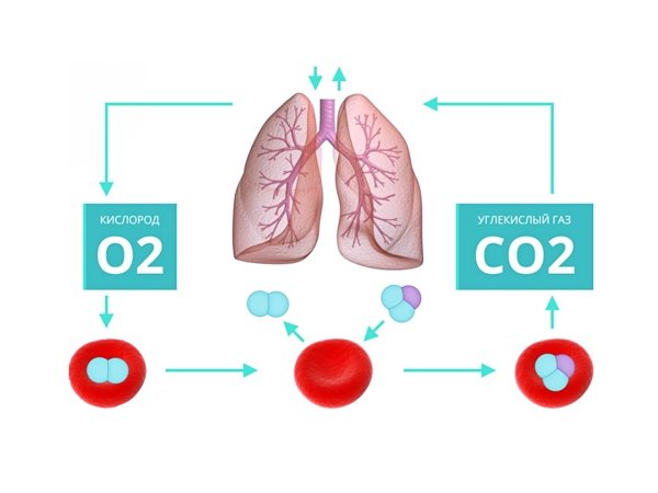 Углекислый газ тяжелый или легкий. Образование углекислого газа в организме. Влияние диоксида углерода на организм. Кислород и углекислый ГАЗ. Углекислый ГАЗ В легких.