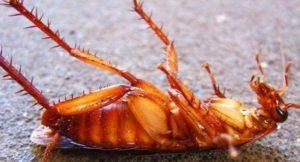 Смертельная инъекция! «Дохлокс» гель-шприц от тараканов