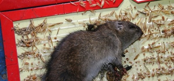Ловим крысу в доме различными способами