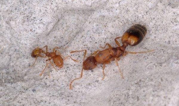 Как живут красные муравьи?
