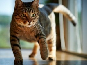 Как избавиться от кошачьего запаха мочи в квартире — народные и промышленные средства