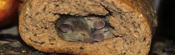 Средства и методы эффективной борьбы с мышами в квартире, дома, на даче