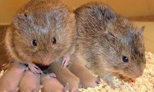Запасливые мышки, живущие колониями — Полевки-экономки