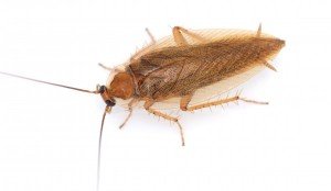 Почему появляются тараканы в квартире и чем лучше их травить?