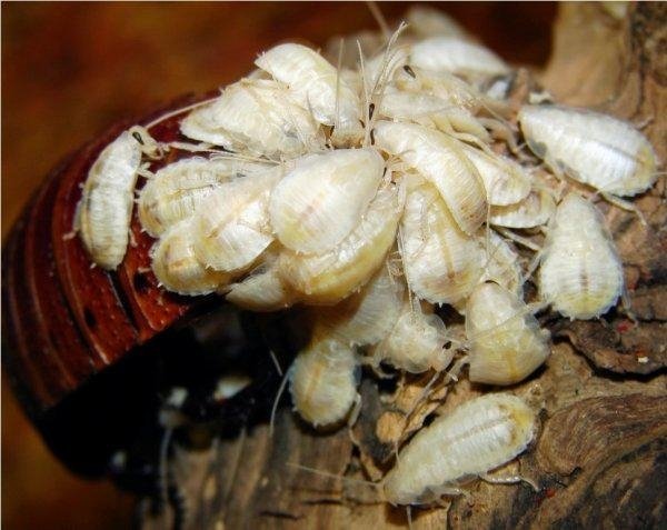 Все о том, как размножаются тараканы и полезные советы о предотвращении быстрого размножения