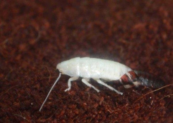 Тайны и домыслы о белых тараканах-альбиносах: откуда взялись, что это вообще такое, опасны ли для человека