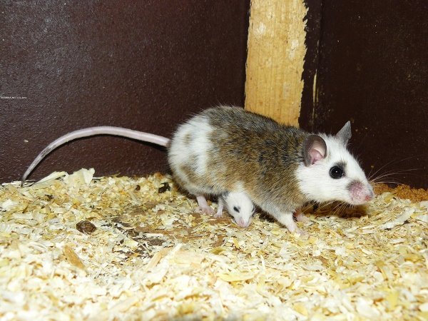 В чем отличие мыши от крысы: обзор характеристик