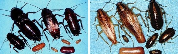 Откуда берутся тараканы и сколько живут