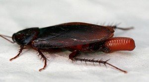Размножение тараканов и их жизненный цикл