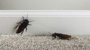 как узнать откуда лезут тараканы в квартире