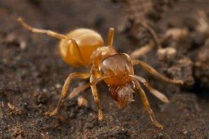 Как победить домашних насекомых — желтых муравьев?