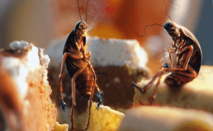 На пути к Красной книге: куда деваются тараканы из квартир больших городов? 10 вероятных причин почему исчезли эти насекомые