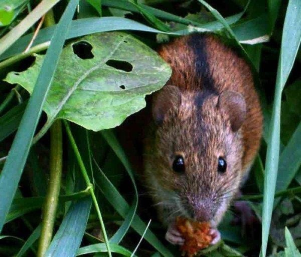 Чем же питается полевка в степи, лесу, тайге и на лугу? Является ли полевая мышь всеядной?