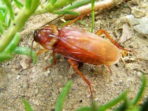 Кусаются ли домашние тараканы и каковы могут быть последствия?