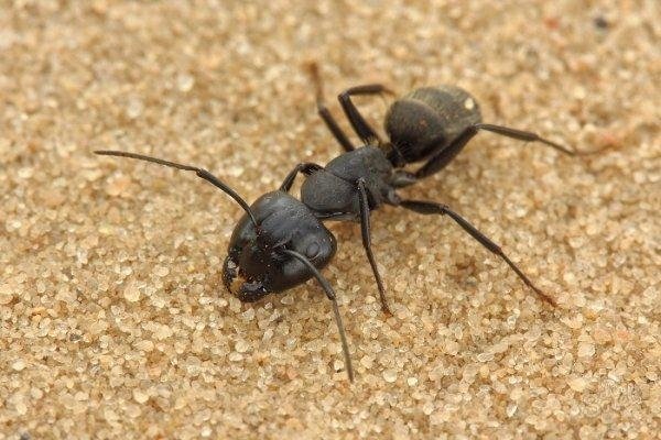 Черный муравей — особенность, вред и методы борьбы