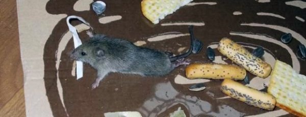Как правильно применять клей от крыс и мышей Alt